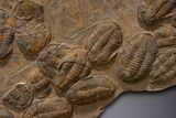 Mortality Plate Of Large Asaphid Trilobites - Museum Display #322786-10